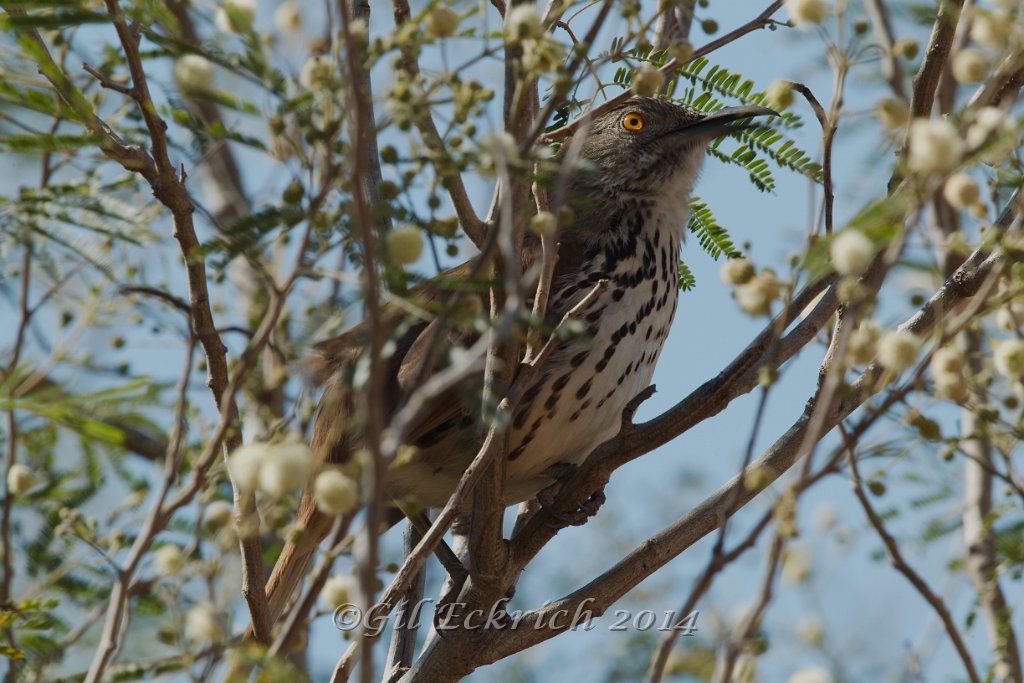 Long-billed Thrasher 2014-01-26_1.jpg